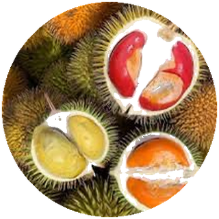 甘榜野生榴莲 Kampung Wild Durian — 野生实生树榴莲