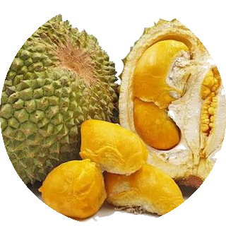 猫山王 Musang King D197 — 马来西亚老树榴莲第一梯队品种
