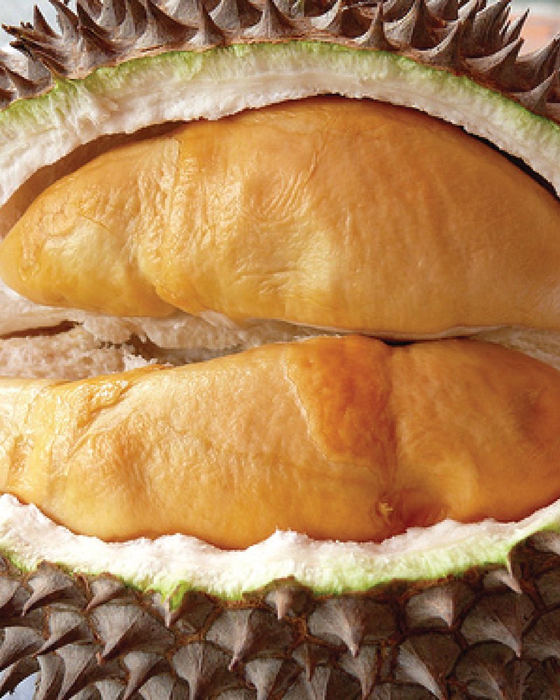 红虾 Red Prawn D175 — 马来西亚榴莲品种 Malaysian durian variety