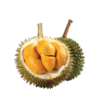 朱雀 Hock Beng D13 — 金黄厚实甜味突出的榴莲品种